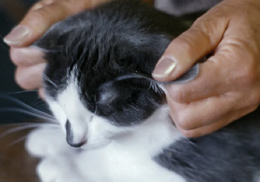 Connecting with Cats: The Tellington Method