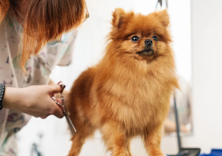 Grooming with Awareness: Comfort & Cooperation
