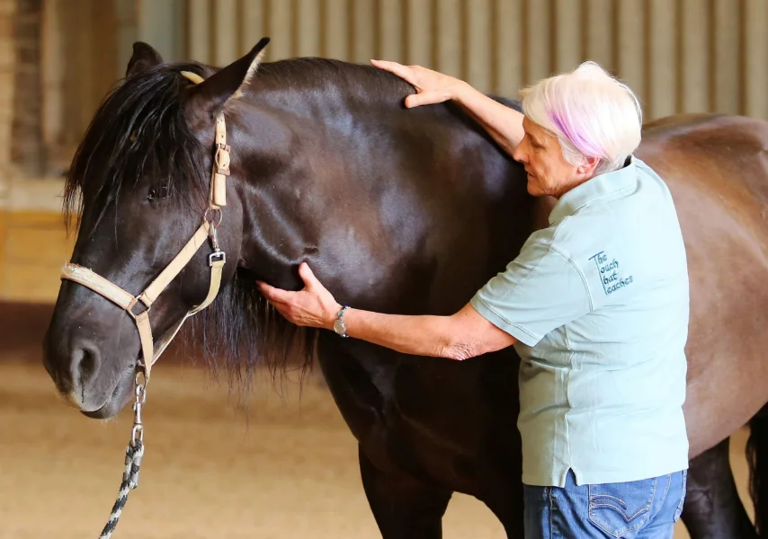 Horse Sense: Improving Behaviour & Performance